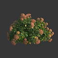 Lush Pink Flower Bush With Green Leaves And Round Growth Shape