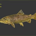 Colorful Spotted Rainbow Trout With Brown And Yellow Body On Gray Background