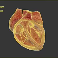 Human Heart Anatomical 3D Rendering With Internal Chambers Detailed Structure View 3d model