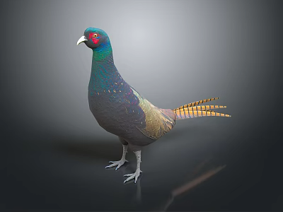 Colorful Pheasant Bird With Vibrant Feathers And Long Tail Standing On Black Background 3d model