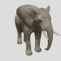 Large Gray Elephant With Wrinkled Skin Long Trunk And White Tusks