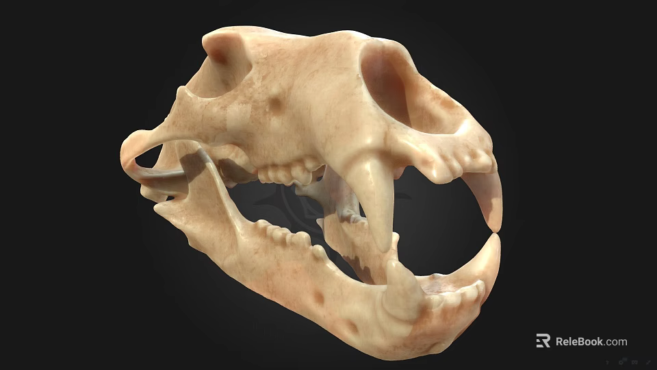 Detailed 3D Animal Skull Model With Sharp Teeth And Bone Structure 3d model 