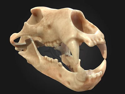 Detailed 3D Animal Skull Model With Sharp Teeth And Bone Structure 3d model