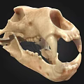 Detailed 3D Animal Skull Model With Sharp Teeth And Bone Structure