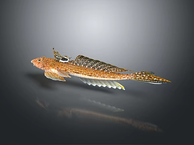 Brown and White Spotted Fish with Unique Fins Swimming in Gray Background with Reflection Below 3d model
