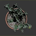 Healthy Green Cactus Plant Growing in Orange Clay Pot on Gray Background