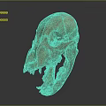 High Quality Anatomical Animal Skull Medical Device For Medical Education And Research