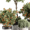 Bonsai Potted Plants with Lush Green Leaves and Ripe Orange Fruits in Modern Decorative Pots