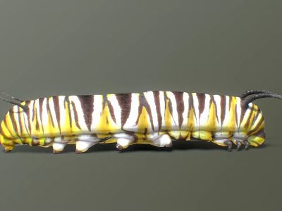 Vibrant Yellow Black And White Striped Caterpillar With Black Tail Structures 3d model