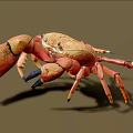 Realistic Orange Crab Aquatic Animal With Blue Claws And Detailed Features