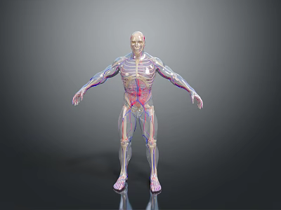 Detailed 3D Human Anatomy Model With Visible Internal Organs And Skeletal Structure 3d model