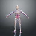 Detailed 3D Human Anatomy Model With Visible Internal Organs And Skeletal Structure