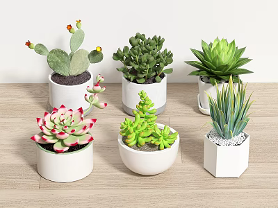 Various Types of Succulent Bonsai Potted Plants in White Pots on Wooden Tabletop 3d model