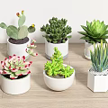 Various Types of Succulent Bonsai Potted Plants in White Pots on Wooden Tabletop