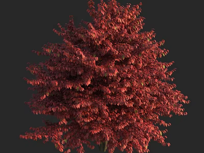 Vibrant Red Leaf Tree With Lush Foliage Against Dark Background 3d model