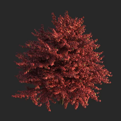 Vibrant Red Leaf Tree With Lush Foliage Against Dark Background 3d model