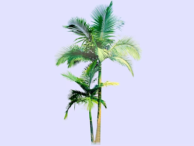 Tall Palm Tree With Lush Green Fronds And Straight Trunk In Landscape 3d model