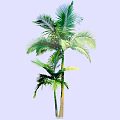 Tall Palm Tree With Lush Green Fronds And Straight Trunk In Landscape
