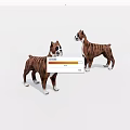 Two Brown And White Boxer Dogs Standing On White Background With Realistic Features