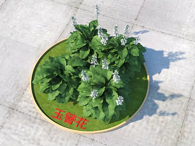 Hosta Flowers In Circular Planter With Green Leaves And White Blooms On Stone Pavement 3d model