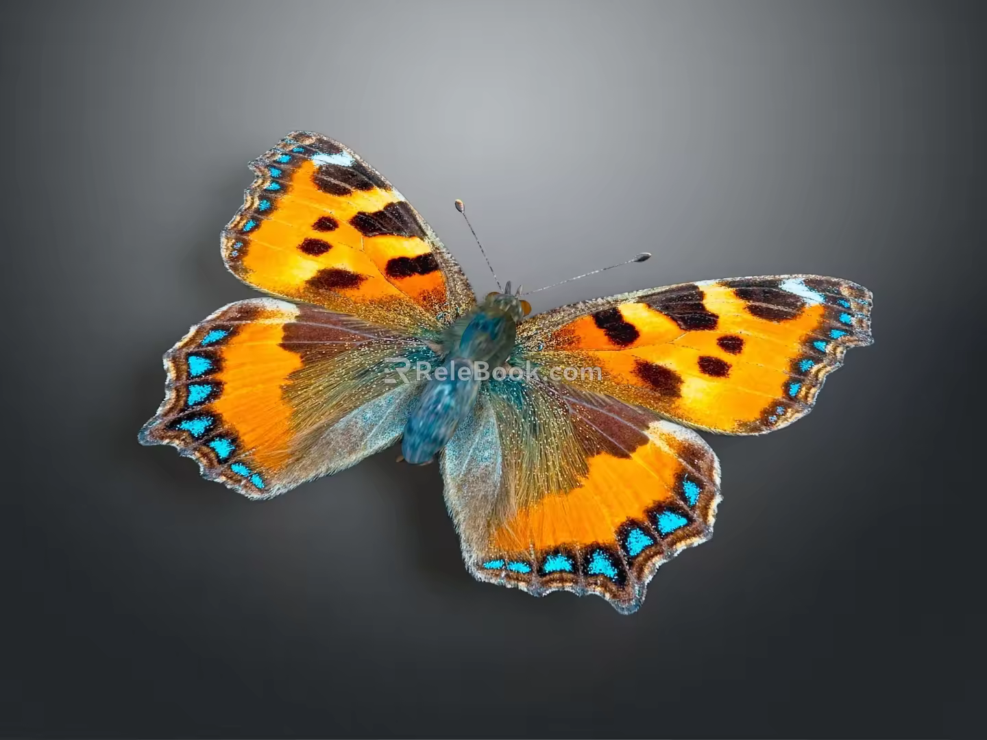 Modern Butterfly Colored Butterfly Tabby Butterfly Leaf Butterfly 3d model