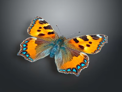 Vibrant Orange Black Butterfly With Blue Spotted Wings And Open Decorative Edges 3d model