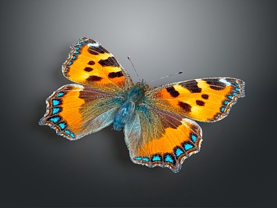 Modern Butterfly Colored Butterfly Tabby Butterfly Leaf Butterfly 3d model