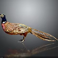 Vibrant Pheasant With Colorful Plumage And Long Tail Feathers Standing On Smooth Surface With Reflection