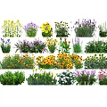 Colorful Garden Flowers And Plants With Various Species And Vibrant Blooms