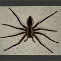 Detailed Large Brown Spider On White Paper Background Close Up Shot