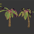 Two Palm Trees with Lush Green Leaves and Brown Trunks on Gray Background with Reflections