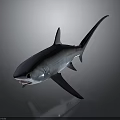 Realistic Gray Shark With Detailed Fins And Open Mouth On Dark Background