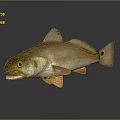 Realistic Brown And Orange Fish With Open Mouth Fins And Tail On Dark Background