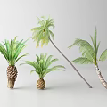 Various Palm Trees Displaying Green Fronds And Diverse Trunk Forms In Natural Arrangement