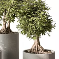 Lush Potted Bonsai Plants in Gray Cylindrical Pots with Exposed Roots and Green Leaves