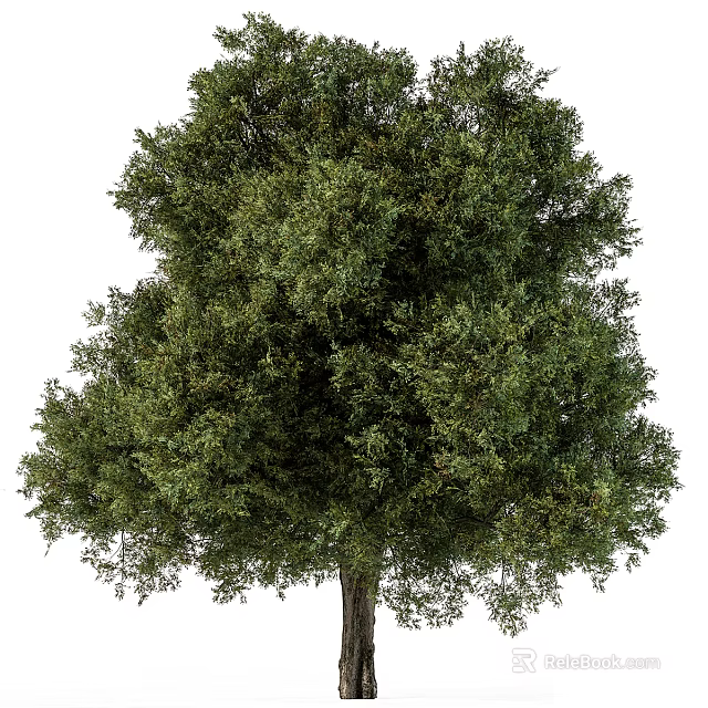 Lush Arbor With Green Foliage Dense Branches Full Canopy And Tall Trunk 3d model 