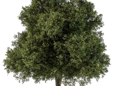 Lush Arbor With Green Foliage Dense Branches Full Canopy And Tall Trunk 3d model