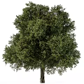 Lush Arbor With Green Foliage Dense Branches Full Canopy And Tall Trunk