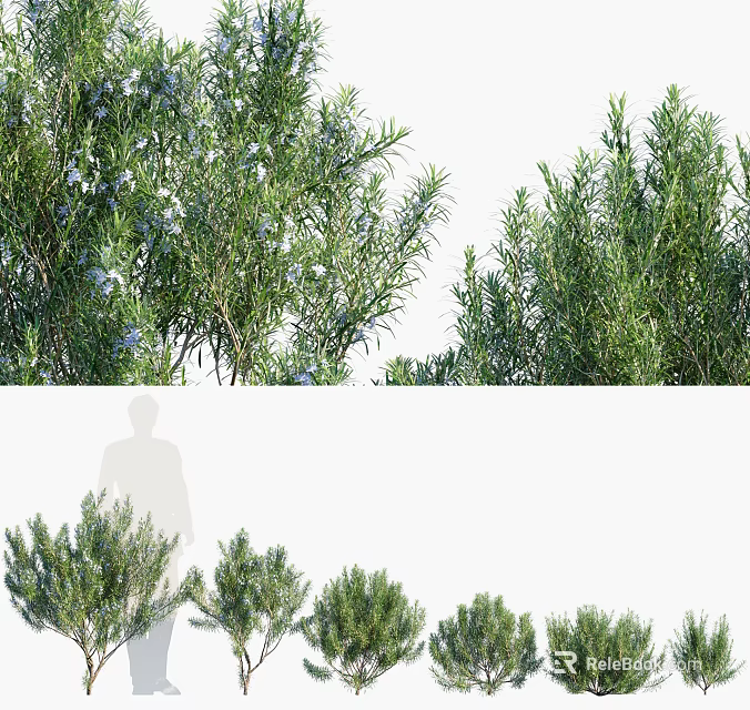 Green Leafy Shrub Varieties For Garden Landscape With Different Sizes And Shapes 3d model 