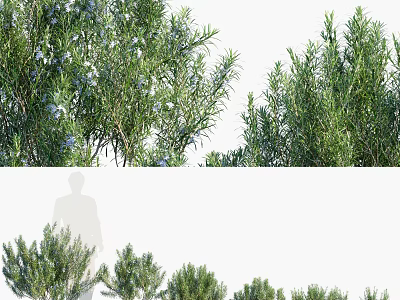Green Leafy Shrub Varieties For Garden Landscape With Different Sizes And Shapes 3d model