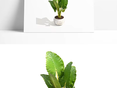 Potted Plant With Large Green Leaves In White Ceramic Pot For Modern Home Decor 3d model