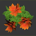 Vibrant Botanical Plant with Red and Orange Flowers and Lush Green Leaves on Dark Background