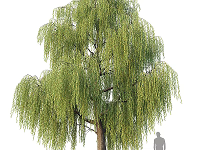 Tall Weeping Willow Tree Featuring Green Drooping Branches Lush Foliage And Human Figure For Scale 3d model