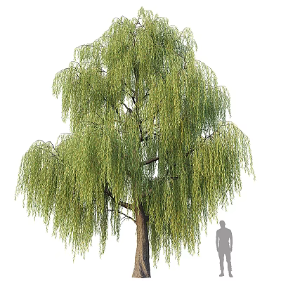 Tall Weeping Willow Tree Featuring Green Drooping Branches Lush Foliage And Human Figure For Scale 3d model