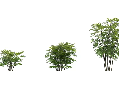 Three Different Sizes of Arbor Trees with Lush Green Foliage in White Background 3d model