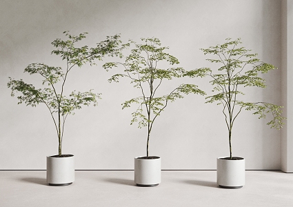 plant potted combination potted plant maple green plant 3d model