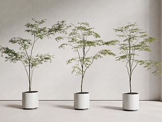 plant potted combination potted plant maple green plant 3d model