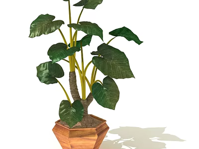 Large Leaf Tropical Plant With Green Foliage In Wooden Hexagonal Pot 3d model