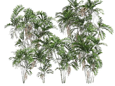Green Palm Trees With Lush Foliage And Slender Trunks In Natural Grouping 3d model