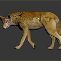 Realistic Wolf Animal Figure With Yellow Fur Standing On Dark Reflective Surface